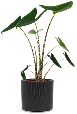 bonsai 16x DIY Bonsai Kit main image 1