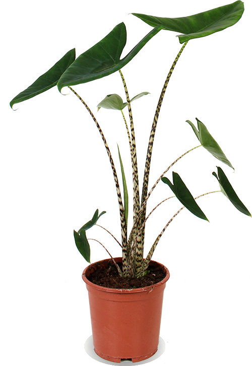 Alocasia zebrina (Elefantenohr)(M) kaufen