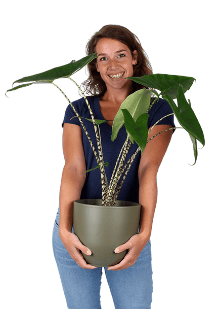 Plantenliefhebber