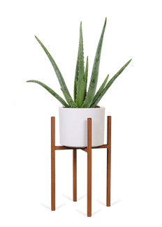 Verpflegung Aloe Vera  Plantsome