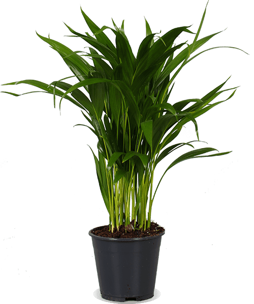 Areca Palme (Goldfruchtpalme) (M) kaufen