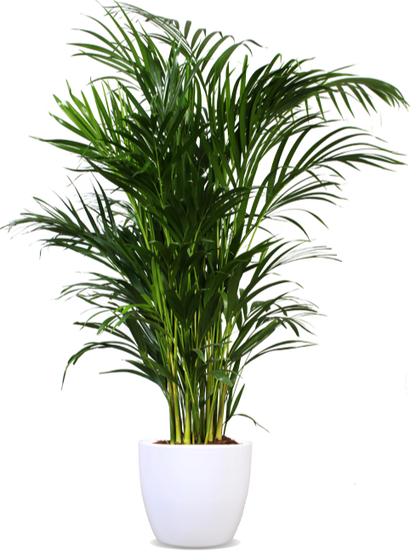 Areca Palme (Goldfruchtpalme) (L)
