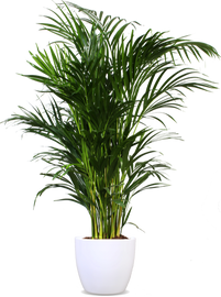 bestimmen palme zimmerpflanze Kentia Palme (Howea fosteriana) main image 0