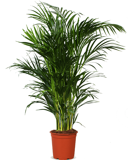 Areca Palme (Goldfruchtpalme) (L)