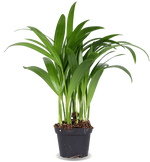 Areca Palme (Goldfruchtpalme) (XS)