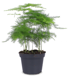 Asparagus plumosus (Zierspargel) (XS)