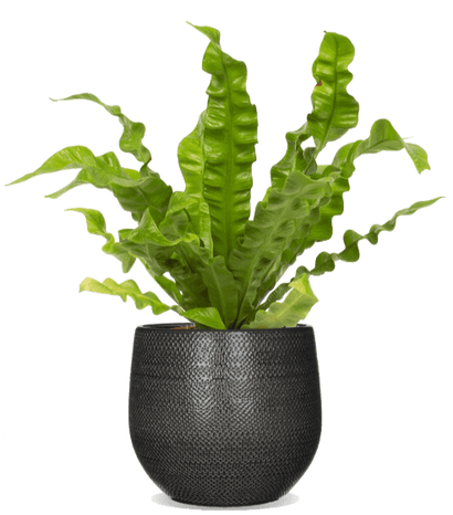 Asplenium crispy wave (Nestfarn) (S)