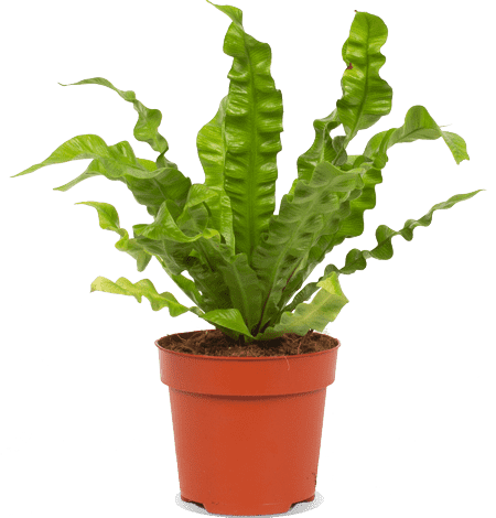 asplenium zimmerpflanze Asplenium crispy wave (Nestfarn) kaufen
