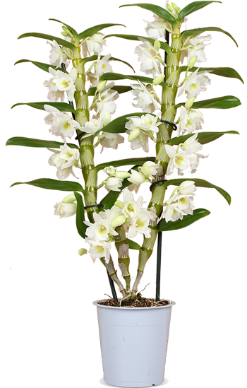 Dendrobium "pure white" (Bambusorchidee) (M)