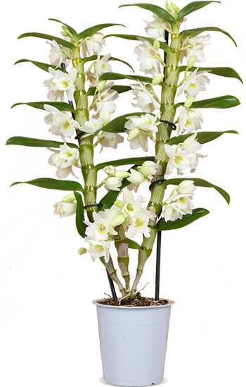 Dendrobium 