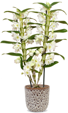 Dendrobium "pure white" (Bambusorchidee) (M)