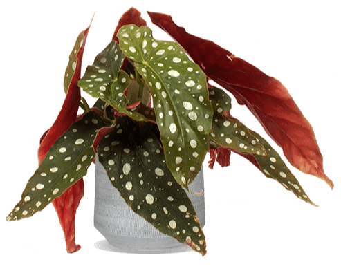 Begonia maculata (Forellenbegonie) (S)