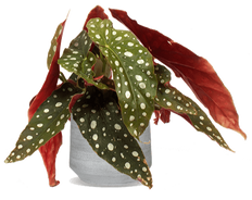 Begonia maculata (Forellenbegonie) (S)