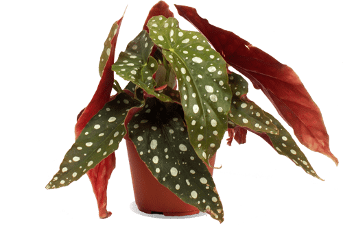 Begonia maculata (Forellenbegonie) (S)