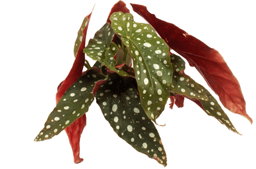 forellenbegonie düngen Begonia maculata (Forellenbegonie) kaufen