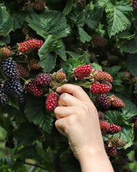 inspiratie-1