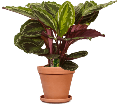 Calathea medallion (Korbmarante) (M)