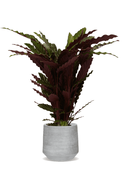 goldene efeutute Efeutute Golden Pothos (Epipremnum aureum) – Classic Floral main image 1