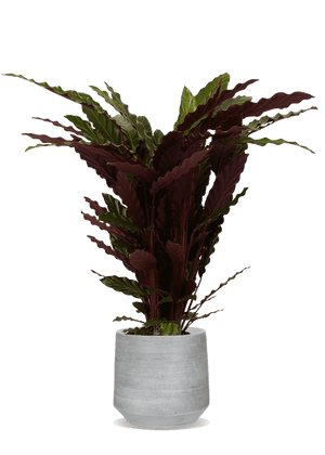 Calathea Rufibarba (Korbmarante) kaufen? | Julia | Plantsome