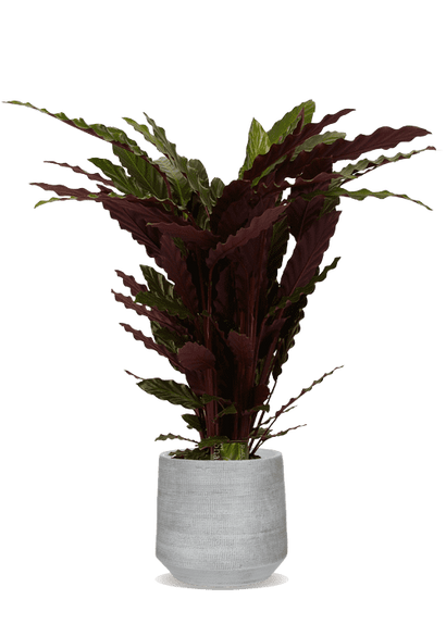Calathea rufibarba (Korbmarante) (M)