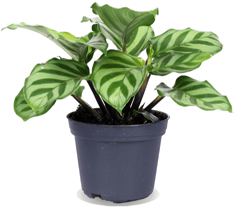 Calatheas (Korbmaranten) kaufen | Plantsome