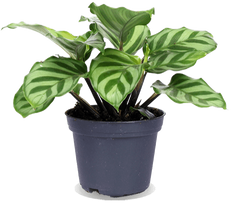 Calathea freddie (Korbmarante) (XS)