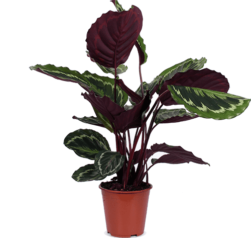 Calathea Medallion kaufen? | Sophia