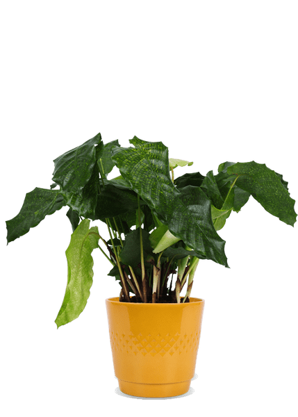 Calathea network (Korbmarante) kaufen? | Luca