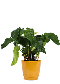 Calathea network (Korbmarante)