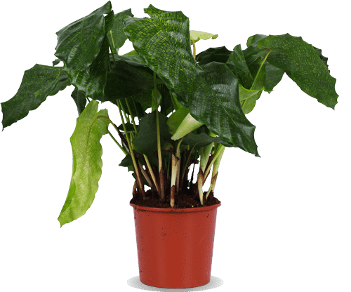 Calathea network (Korbmarante) kaufen? | Luca