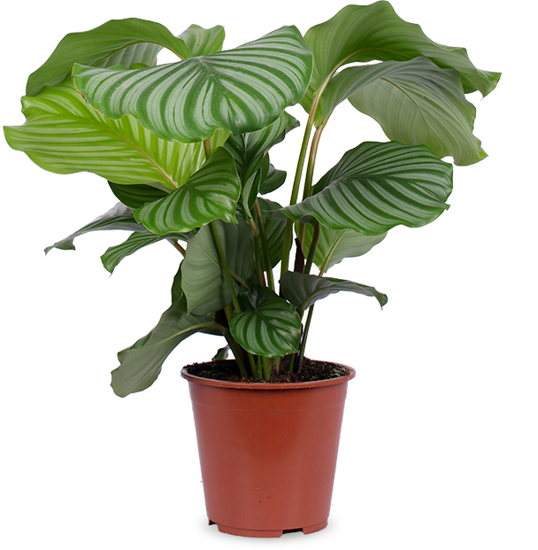 Calathea orbifolia (Korbmarante) (M)