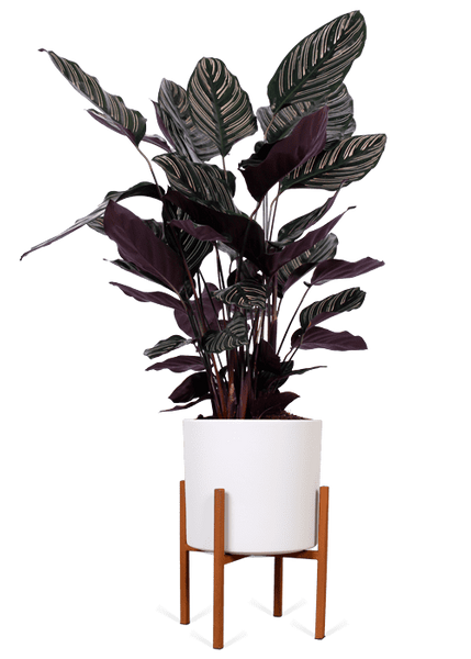 Calathea ornata (Korbmarante) kaufen