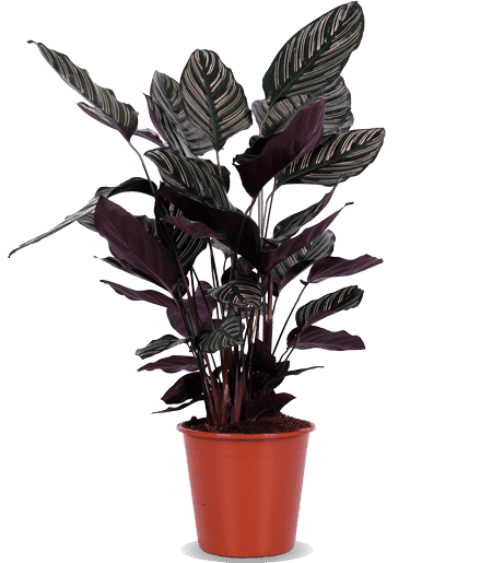 Calathea ornata (Korbmarante) (M)