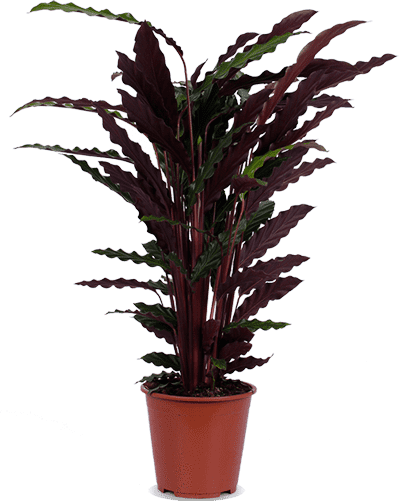 Calathea Rufibarba (Korbmarante) kaufen? | Julia