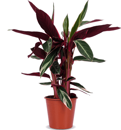 Calathea triostar (Korbmarante) (M)
