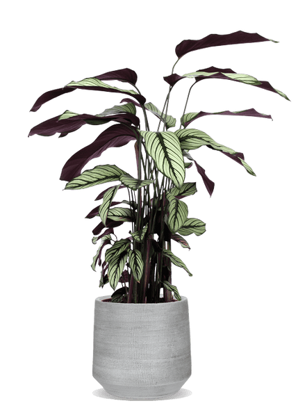 Calathea Whitestar kaufen? | Laura