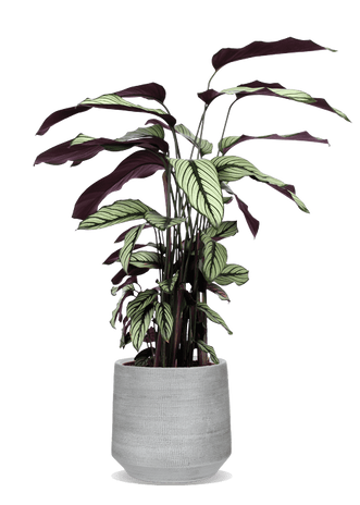 monstera peru Peru Monstera – Plant Detectives main image 0