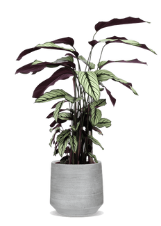 Calathea whitestar (Korbmarante) (M)