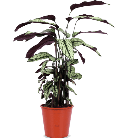 Calathea Whitestar kaufen? | Laura