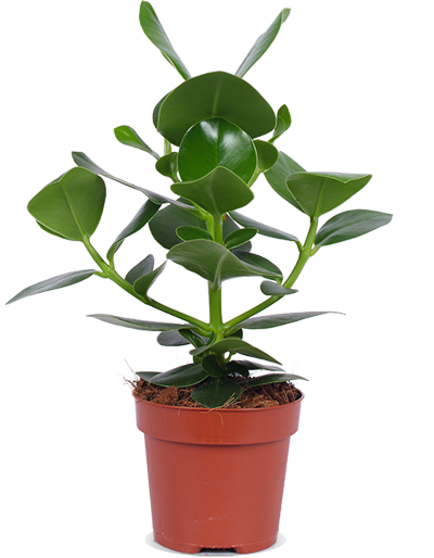 Clusia princess (Balsamapfel) (S)