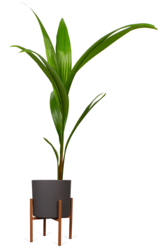 Cocos nucifera (Kokospalme) (L)