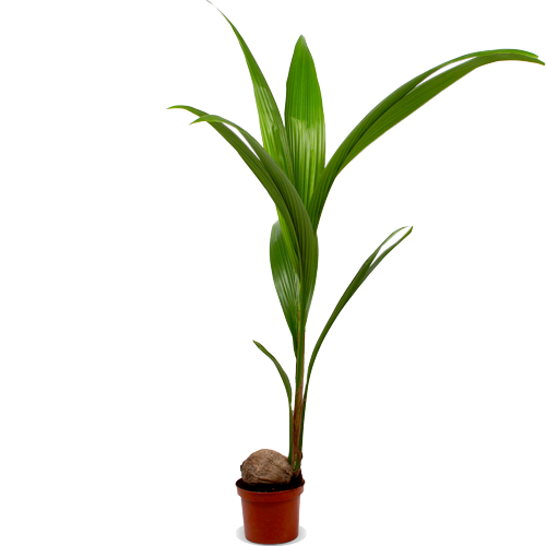 Cocos nucifera (Kokospalme) (L)