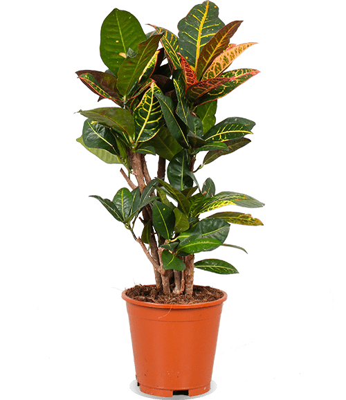 Croton petra codiaeum (Wunderstrauch) (M)