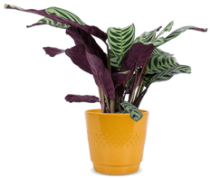 Ctenanthe burle-marxii (S)