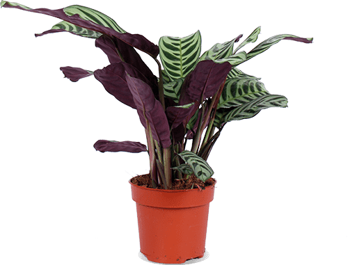 comer cactus Fishhook cactus Info main image 1