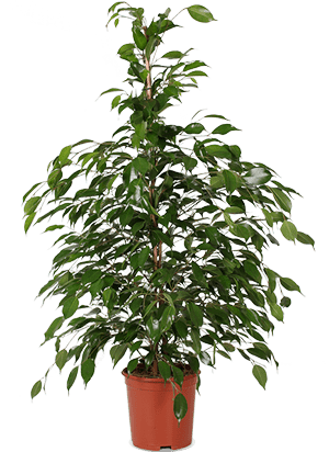 Ficus exotica (Birken-Feige) (M)