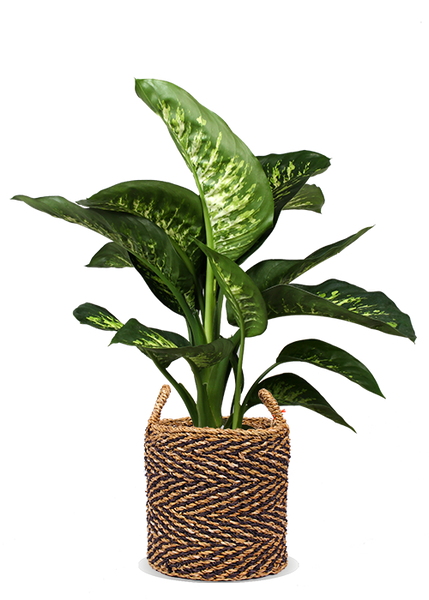 dieffenbachia groß Dieffenbachia tropic snow (Schweigrohr) kaufen? | Kay