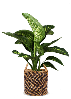 Dieffenbachia tropic snow (Schweigrohr)