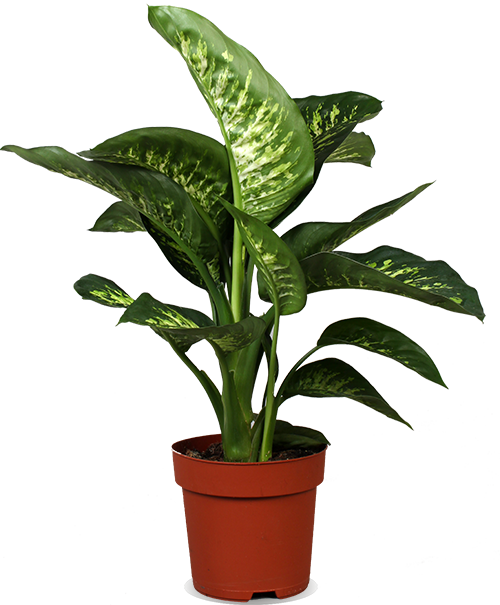 Dieffenbachia tropic snow (Schweigrohr)