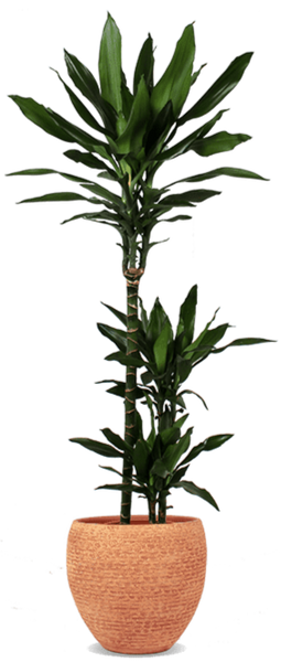 Dracaena janet lind (Drachenbaum) kaufen